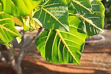 《蜡笔小新：我们的恐龙日记》确认引进 档期待定